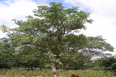 Boswellia serrata